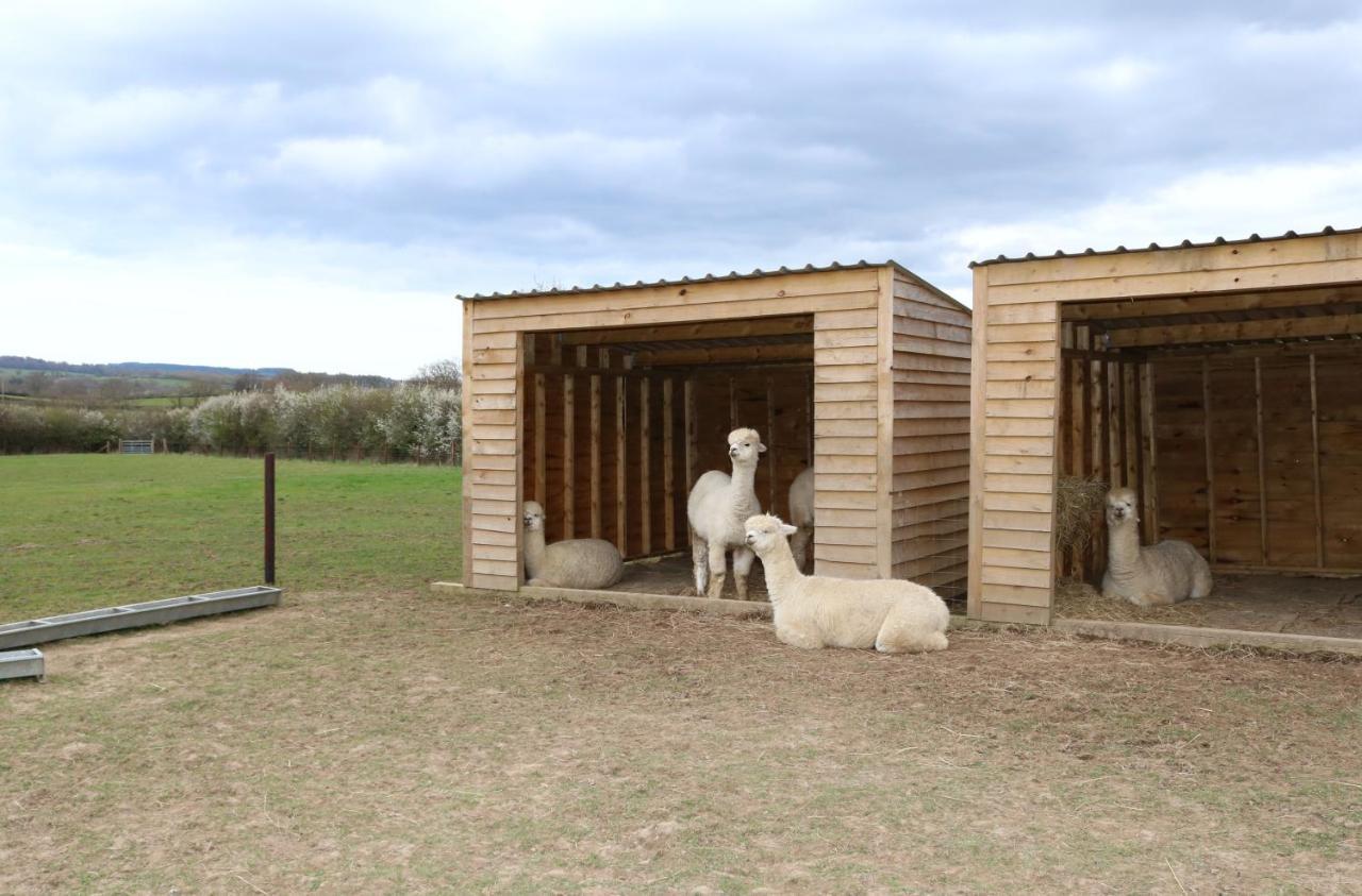 Dartmoor Reach Alpaca Farm Heated Cabins 5 Mins Drive To Dartmoor Bovey Tracey Exterior foto