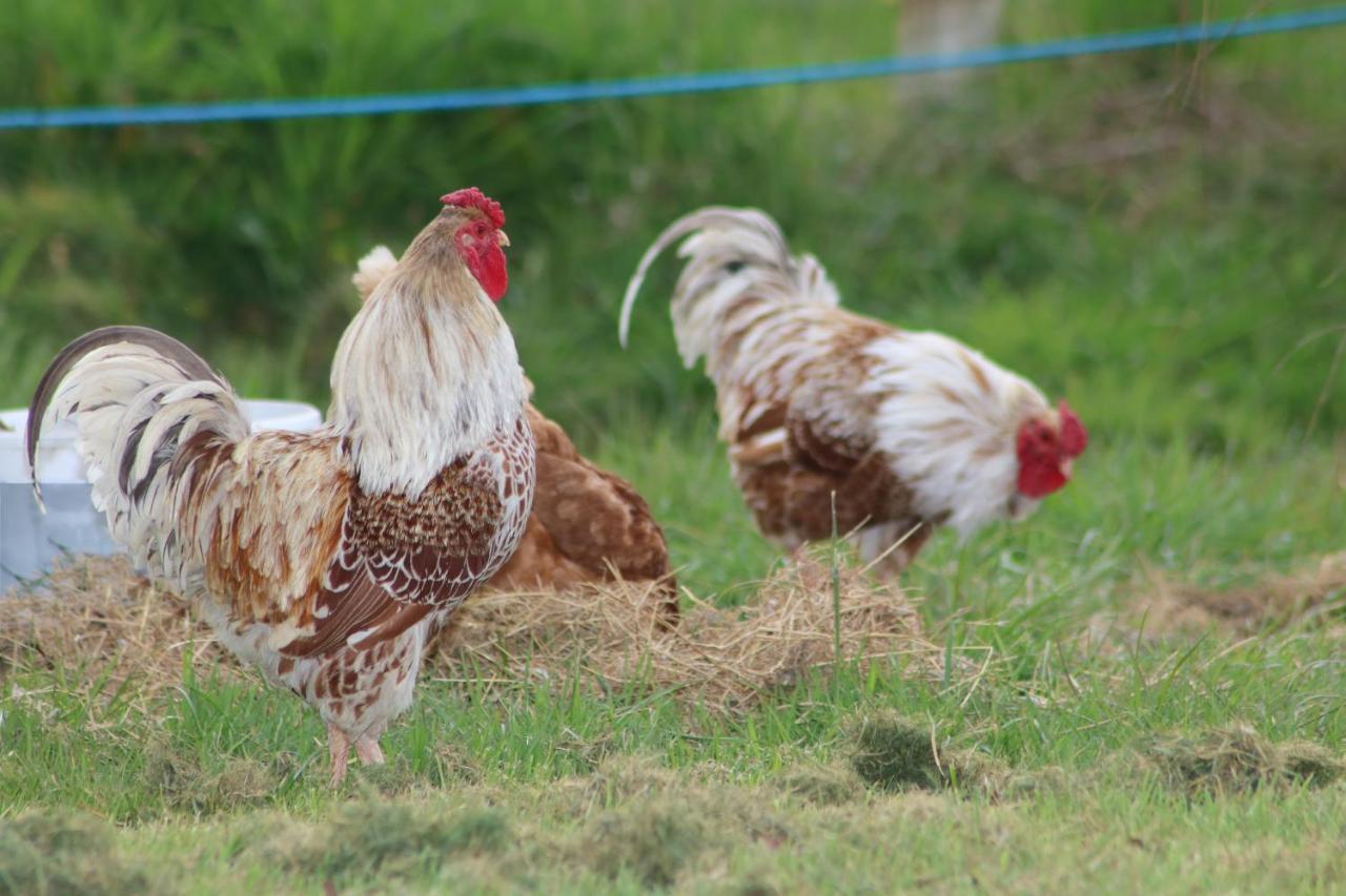 Dartmoor Reach Alpaca Farm Heated Cabins 5 Mins Drive To Dartmoor Bovey Tracey Exterior foto