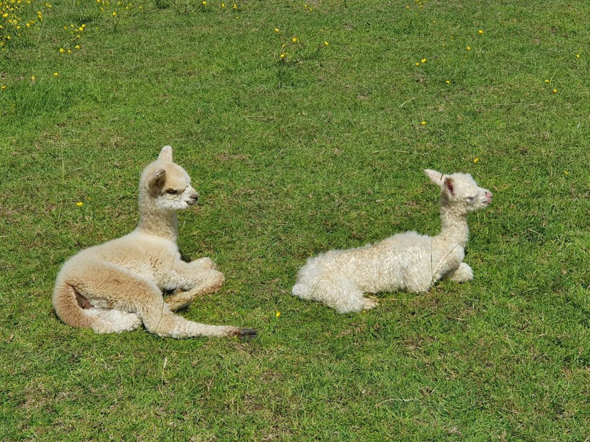 Dartmoor Reach Alpaca Farm Heated Cabins 5 Mins Drive To Dartmoor Bovey Tracey Exterior foto