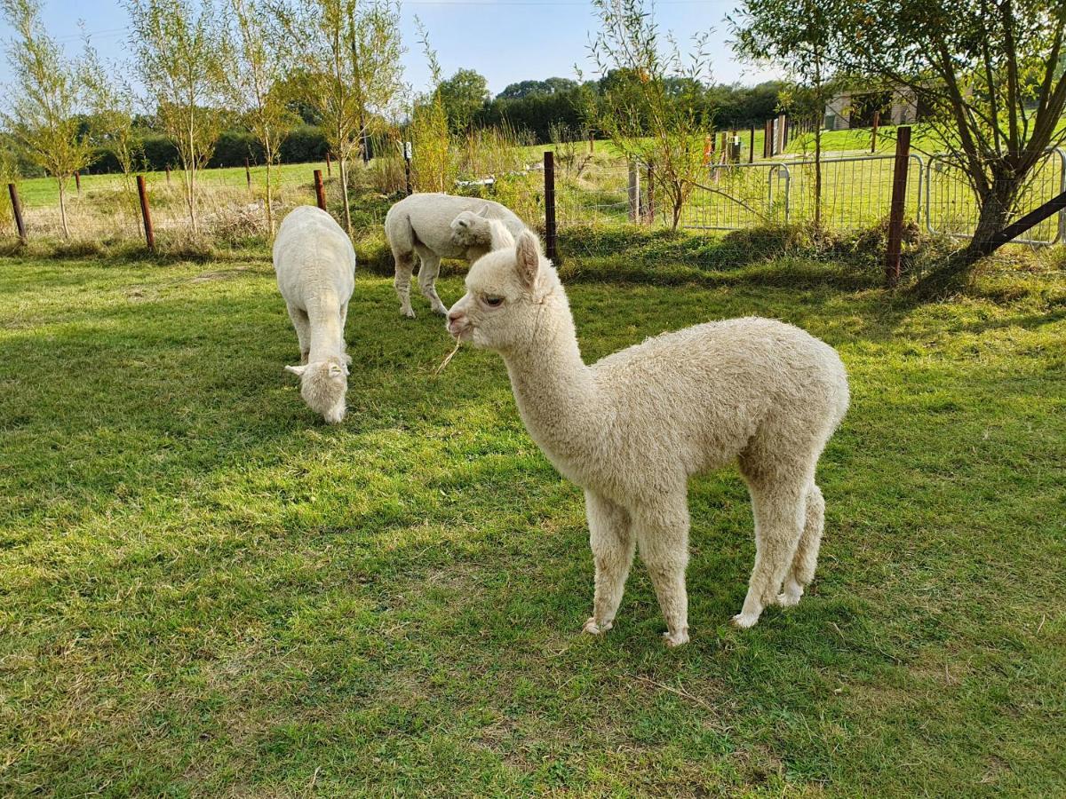 Dartmoor Reach Alpaca Farm Heated Cabins 5 Mins Drive To Dartmoor Bovey Tracey Exterior foto