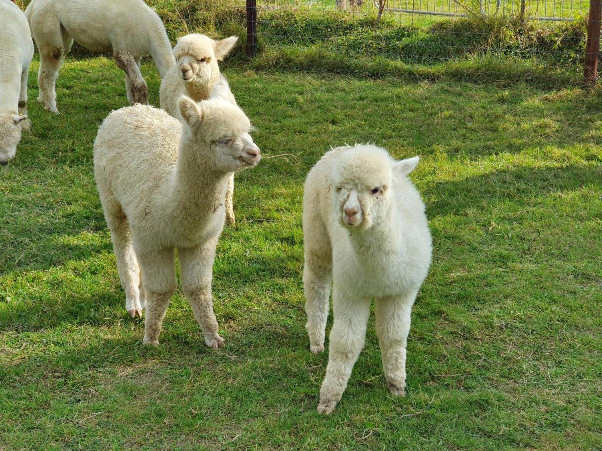 Dartmoor Reach Alpaca Farm Heated Cabins 5 Mins Drive To Dartmoor Bovey Tracey Exterior foto