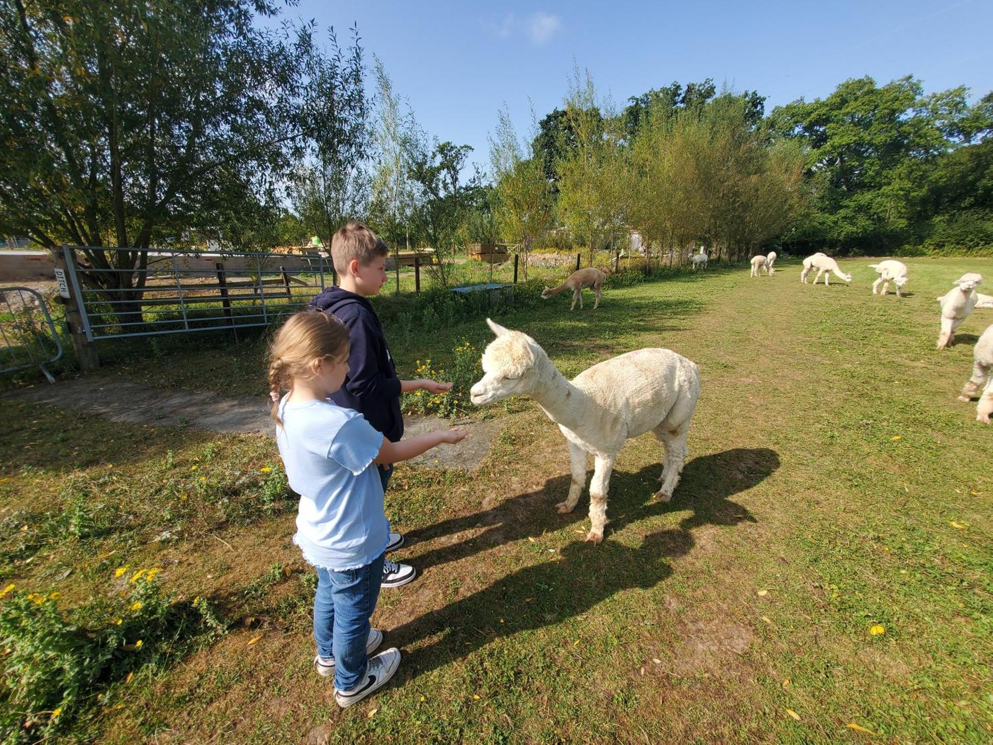 Dartmoor Reach Alpaca Farm Heated Cabins 5 Mins Drive To Dartmoor Bovey Tracey Exterior foto