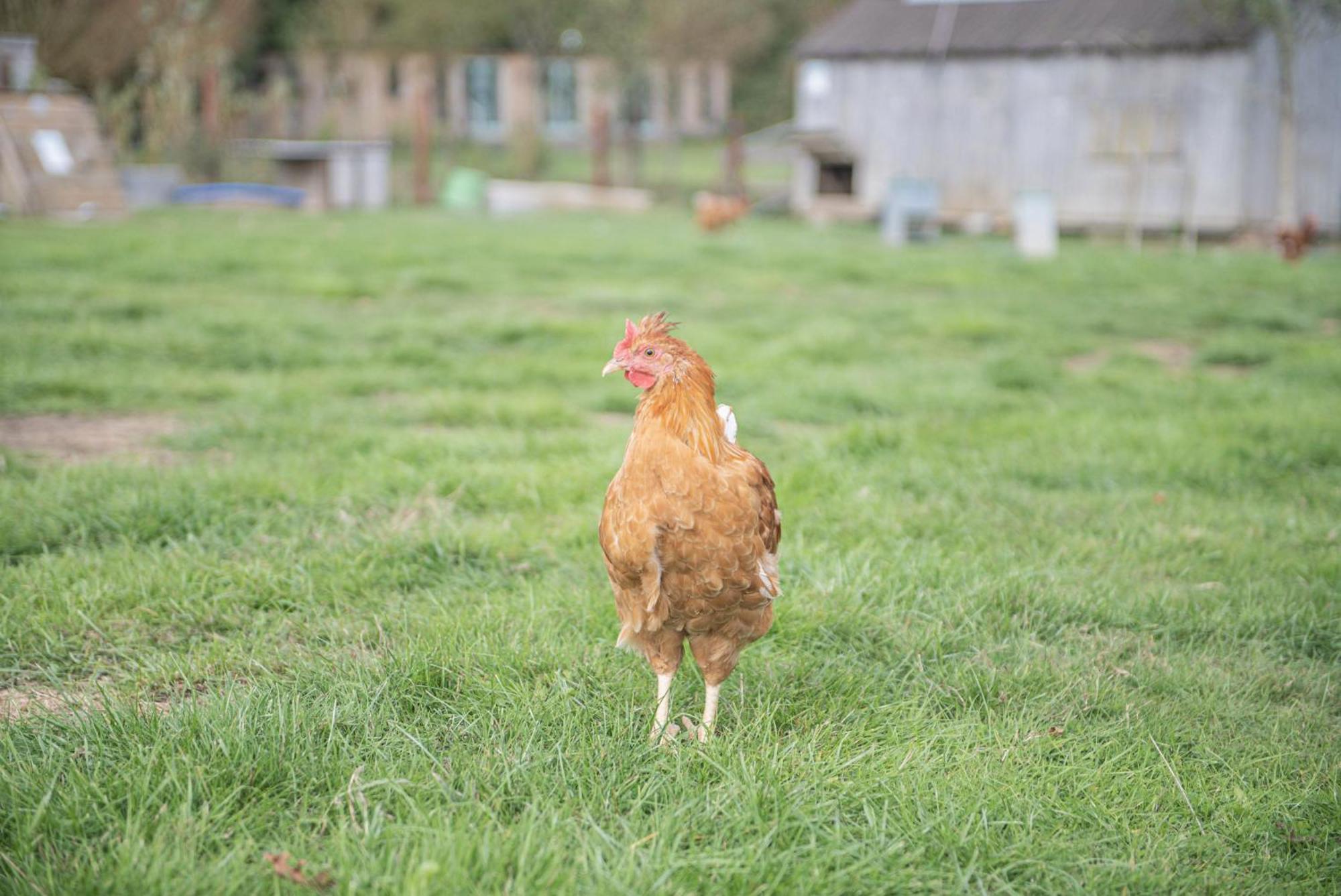 Dartmoor Reach Alpaca Farm Heated Cabins 5 Mins Drive To Dartmoor Bovey Tracey Habitación foto