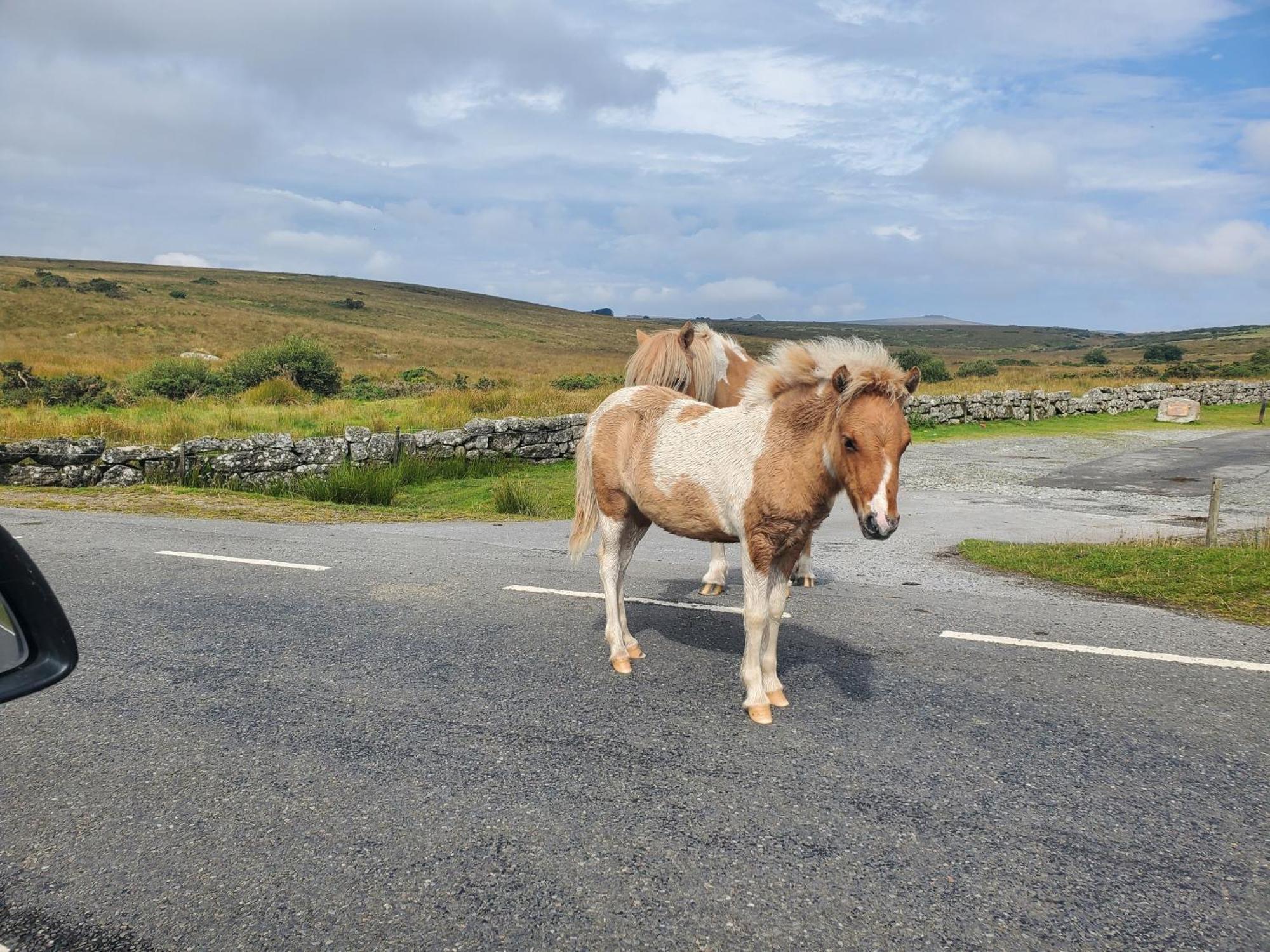 Dartmoor Reach Alpaca Farm Heated Cabins 5 Mins Drive To Dartmoor Bovey Tracey Exterior foto