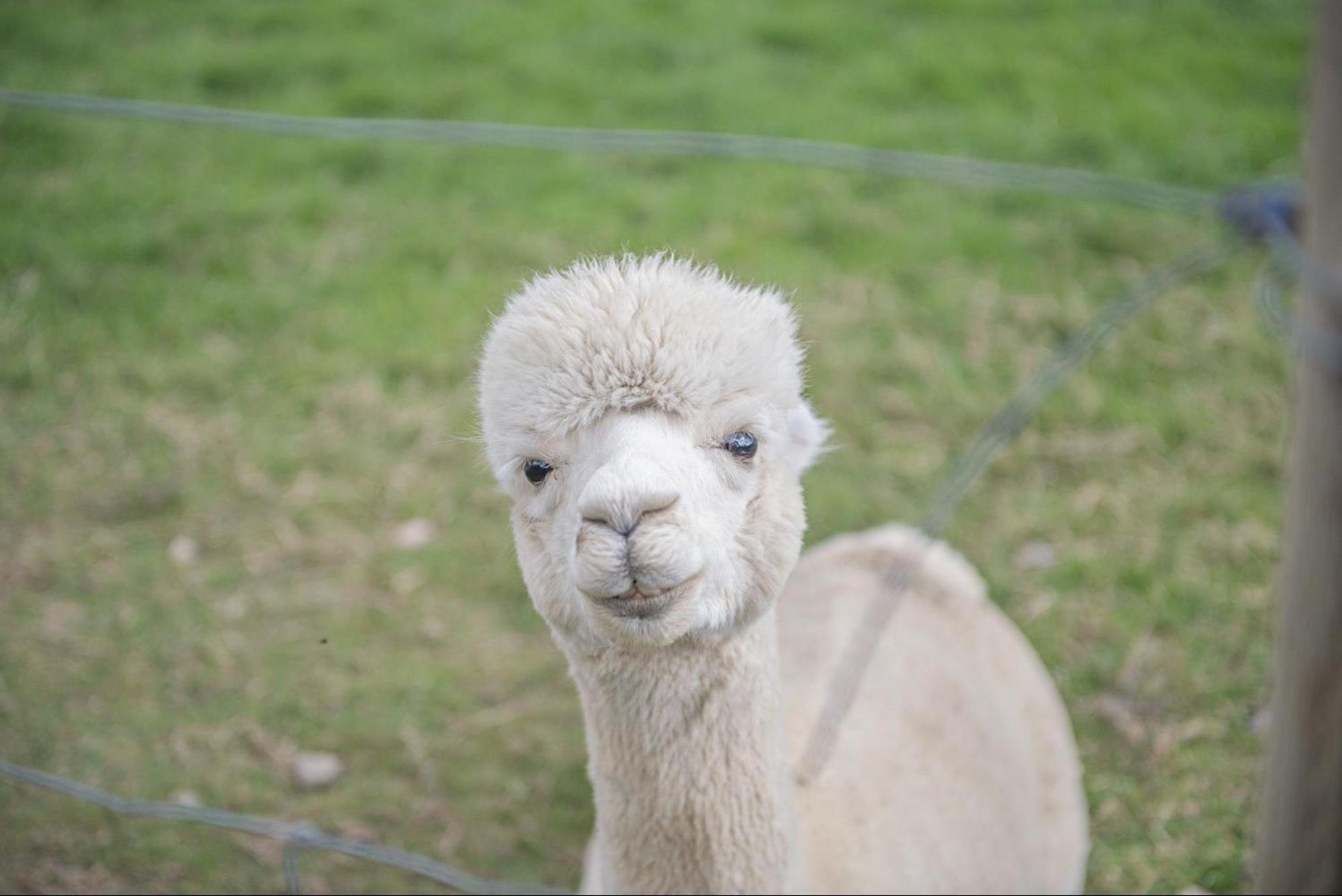 Dartmoor Reach Alpaca Farm Heated Cabins 5 Mins Drive To Dartmoor Bovey Tracey Exterior foto