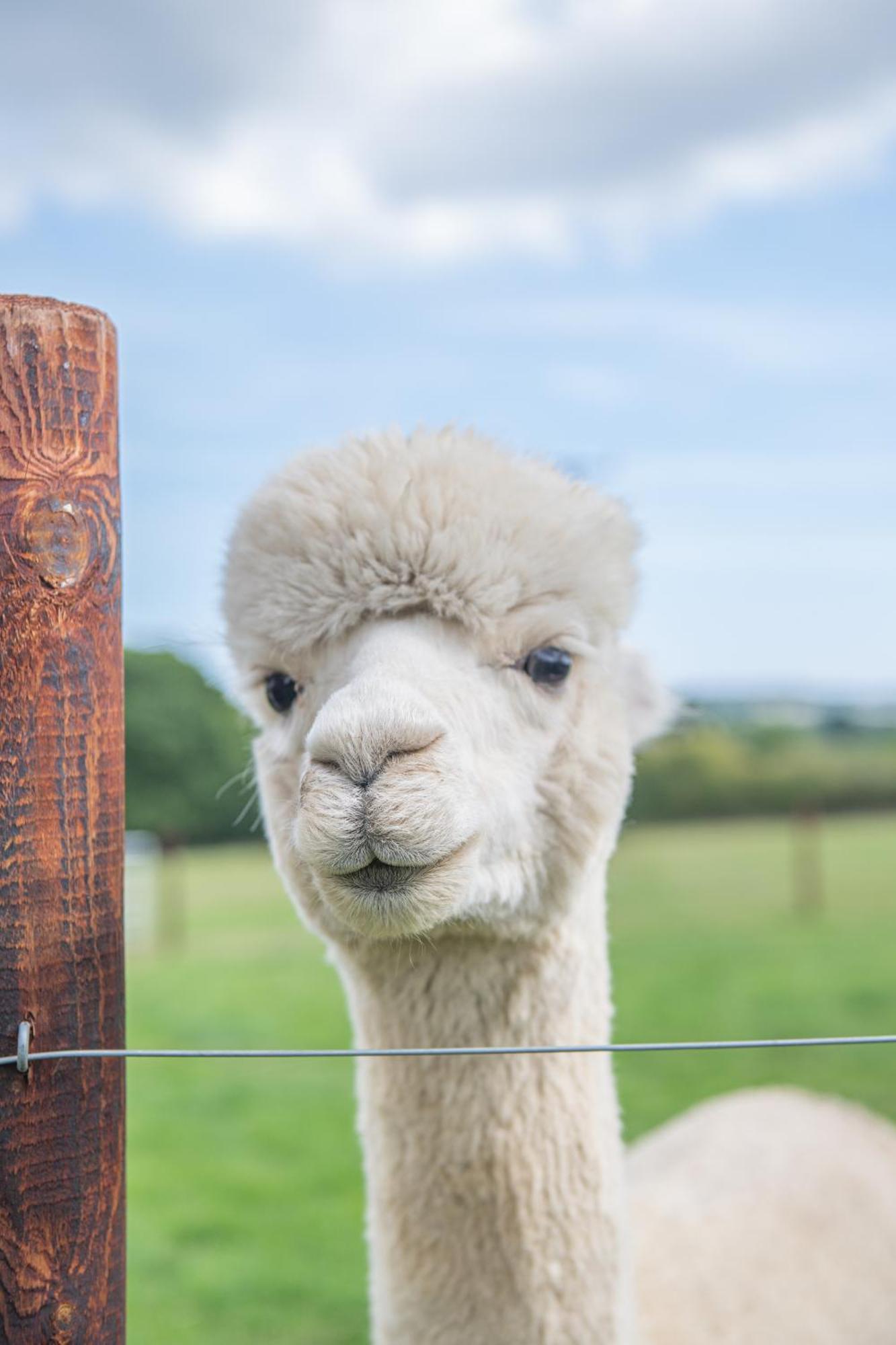 Dartmoor Reach Alpaca Farm Heated Cabins 5 Mins Drive To Dartmoor Bovey Tracey Habitación foto